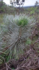 Lychnophora ericoides