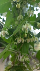 Pergularia