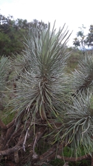 Lychnophora ericoides