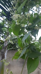 Pergularia