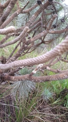 Lychnophora ericoides