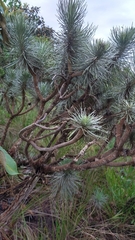 Lychnophora ericoides