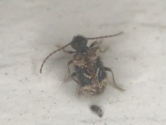 Ptinus texanus