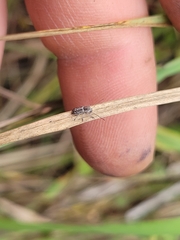 Euciodes suturalis