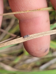 Euciodes suturalis