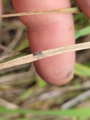 Euciodes suturalis
