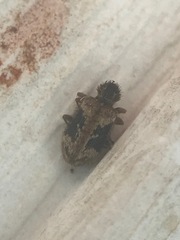 Ptinus texanus