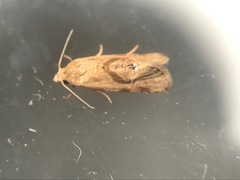 Platphalonidia