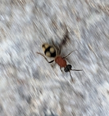 Eotrogaspidia auroguttata