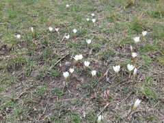 Zephyranthes fosteri