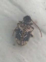 Ptinus texanus
