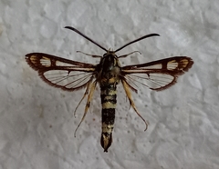 Chamaesphecia thomyris