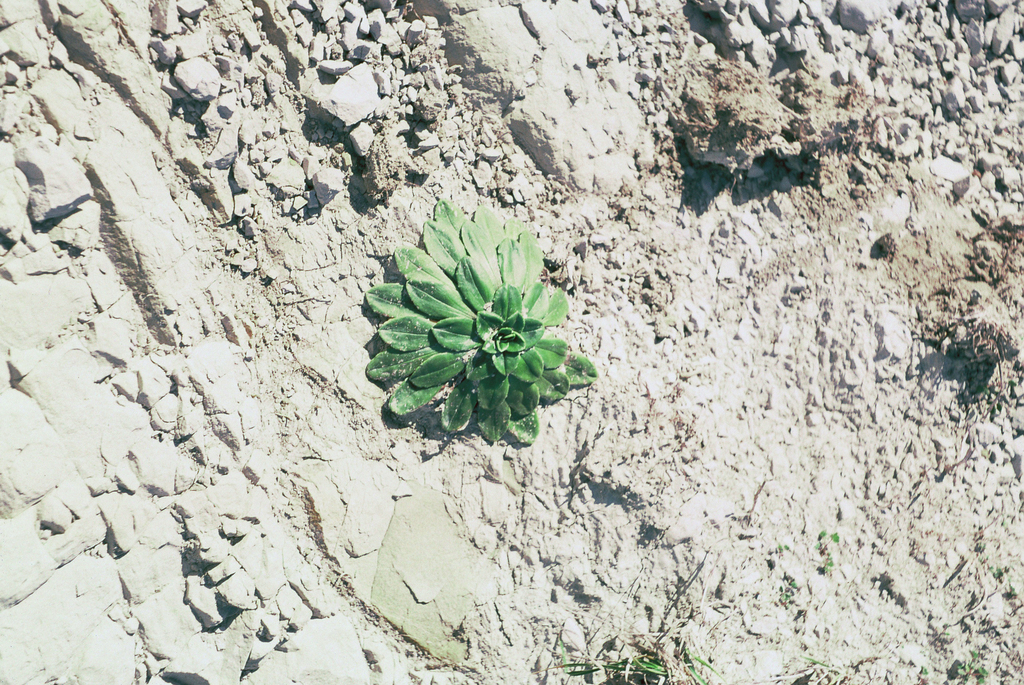 Plantago picta
