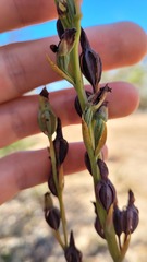 Calochilus campestris