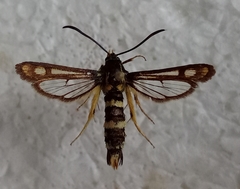 Chamaesphecia thomyris