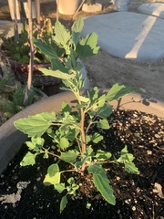 Chenopodium quinoa