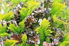 Asplenium obtusatum obtusatum