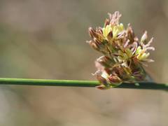 Juncus balticus ater