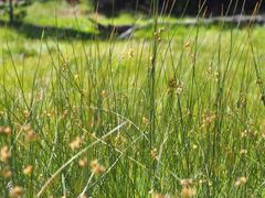Juncus balticus ater