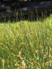 Juncus balticus ater