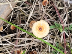 Crinipellis scabella