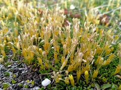 Coprosma perpusilla perpusilla