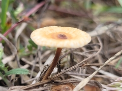 Crinipellis scabella