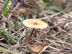 Crinipellis scabella