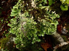Pseudocyphellaria glabra