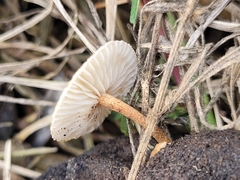 Crinipellis scabella