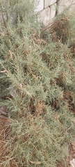 Tamarix aucheriana