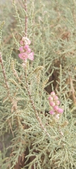 Tamarix aucheriana