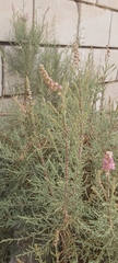 Tamarix aucheriana