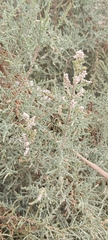 Tamarix aucheriana