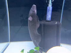 Gymnotiformes