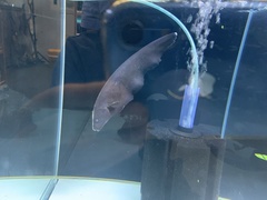 Gymnotiformes