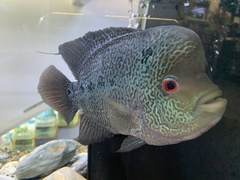 Amphilophus labiatus × cichlasoma trimaculatum