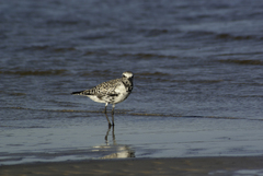 Pluvialis squatarola