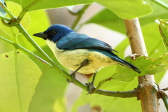 Cyanolanius madagascarinus