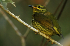 Philepitta castanea