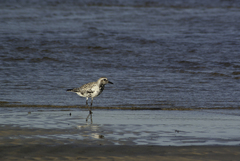 Pluvialis squatarola