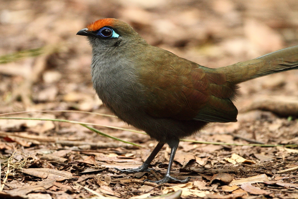 Red-fronted Coua photo
