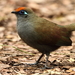 Red-fronted Coua - Photo (c) markus lilje, some rights reserved (CC BY-NC-ND), uploaded by markus lilje
