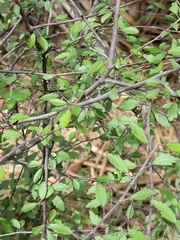 Plagianthus