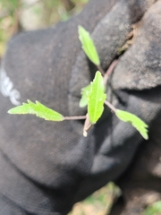Plagianthus