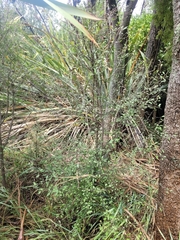 Plagianthus