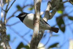 Calicalicus madagascariensis