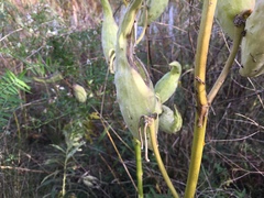 Asclepias syriaca