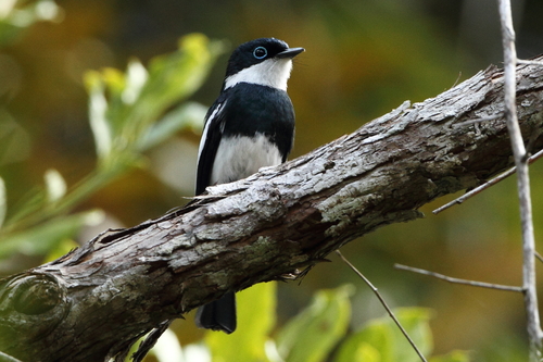Ward's Vanga