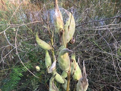 Asclepias syriaca